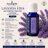 LAVANDA  FINA -Ulei esential 100% pur - LAVENDER (Lavandula angustifolia)  15 ml