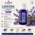  LAVANDA -  Ulei esential 100% pur - LAVANDIN  (Lavendula Hybrida var. Grosso) 15ml