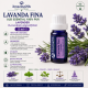  LAVANDA FINA - Ulei esential 100% pur  - LAVENDER (Lavandula angustifolia)-5 ml