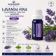  LAVANDA FINA - Ulei esential 100% pur  - LAVENDER (Lavandula angustifolia)-5 ml