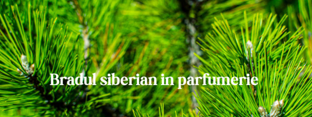 Brad Siberian în Parfumerie – Aerul Înghețat și Luxul Pădurilor Nordice