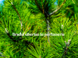 Brad Siberian în Parfumerie – Aerul Înghețat și Luxul Pădurilor Nordice