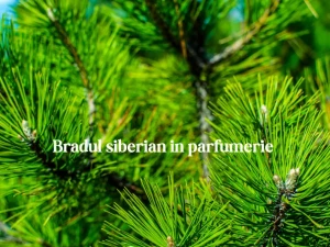Brad Siberian în Parfumerie – Aerul Înghețat și Luxul Pădurilor Nordice