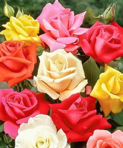 ABSOLUT de TRANDAFIR-Ulei  esential - ROSE ABSOLUTE ( Rosa damascena) 5ml
