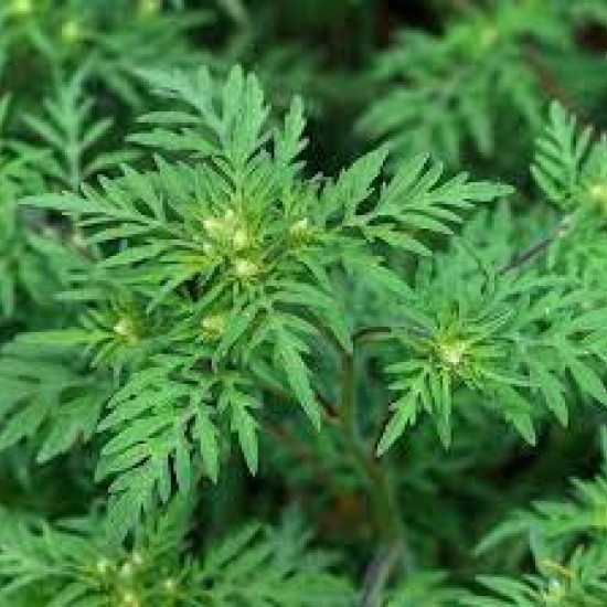  DAVANA -  Ulei esential 100% pur  -  (Artemisia pallens) 5ml