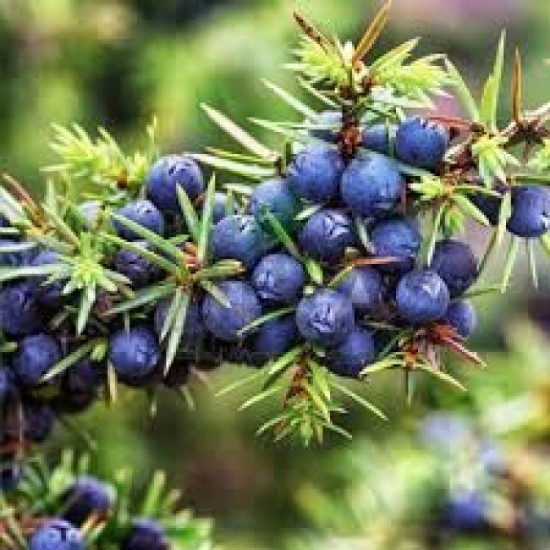  IENUPAR-Ulei  esential 100% pur  - JUNIPER BERRY (Juniperus communis) 15 ml