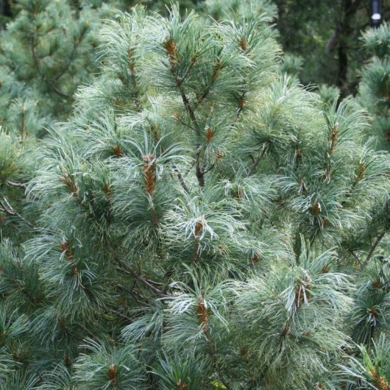 PIN -Ulei esential 100% pur - PINE (Pinus sylvestris) 15 ml